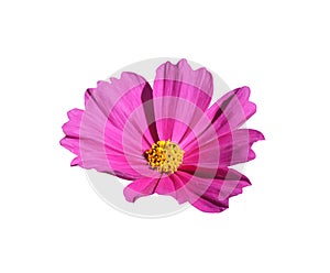 Beauty fresh top side view  pink violet cosmos flower blooming and yellow pollen. Isolated on white background with clipping path