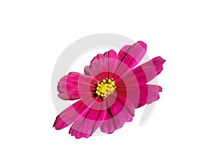 Beauty fresh top view  red violet cosmos flower blooming and yellow pollen. Isolated on white background with clipping path