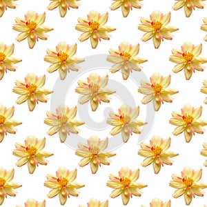 Beauty fresh yellow cosmos flower seamless patterns isolated on white background. top view floral bright pattern love theme