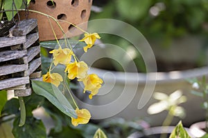 Beauty fresh yellow dendrobium orchid flower with green leaves in wooden pot hanging in botanic garden