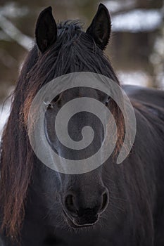 Beauty friesian horse in winter