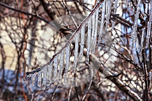 Beauty frozen tree branch in winter ice