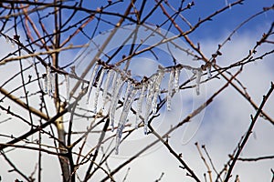 Beauty frozen tree branch in winter ice