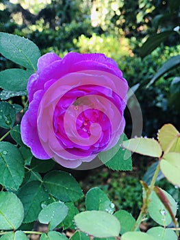 Beauty full purple color rose flower