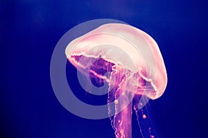 Beauty full tropical pink jellyfish jelly-fish in the deep blu
