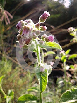 Beauty full v of useless plant