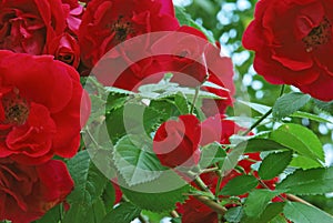 Beauty garden red roses