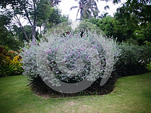 Beauty Of The Garden With Texas Ranger Plants Or Texas Sage Or Leucophyllum Frutescens