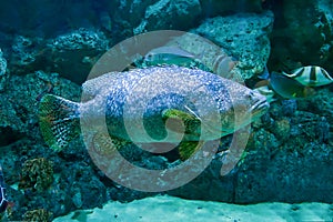 Beauty giant grouper fish