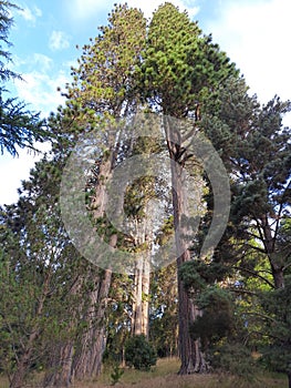 The Beauty of Gigantic Tree