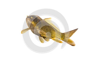 Beauty gold Koi fish isolated on black baground