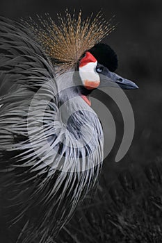 A beauty in a golden crown a crowned crane cutesy half-closes her eyes a dark sets off the beauty of a bird photo
