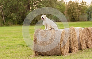 Beauty Golden retriever dog