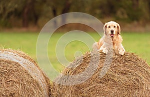 Beauty Golden Retriever dog on the hay bale