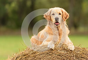 Beauty Golden Retriever dog on the hay bale
