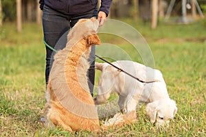 Beauty Golden retriever dog with owner