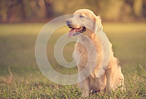Beauty Golden retriever dog in the park