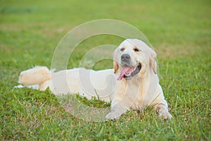 Beauty golden retriever dog resting in the park