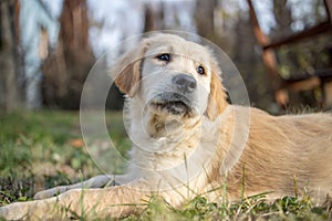 Beauty Golden retriever puppy dog in the garden