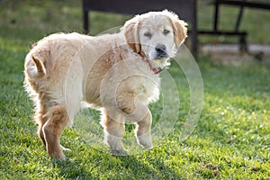 Beauty Golden retriever puppy dog in the garden