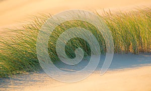 Beauty of grass and sand