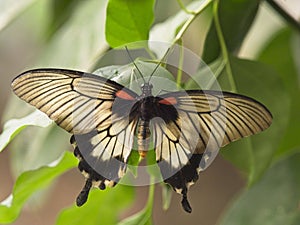 The beauty of the great mormon butterfly