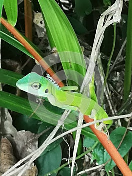 Green Crested Lizard Bronchocela cristatella