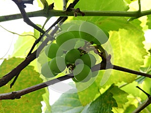 Beauty green grapes fruit with leaf