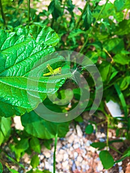 Beauty green grasshopper