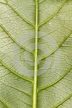 the beauty green leaf with organic and nature texture