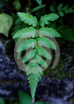 The beauty green leaf on the wall