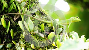 Beauty green lizard