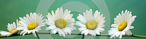 Beauty green plant blurred meadow summer spring nature macro daisy field flowers white
