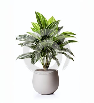A beauty green plant in a white pot on a white background
