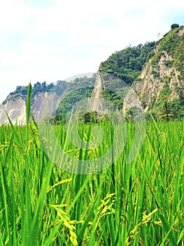 The Beauty of The Green Rice Fields in The Hills