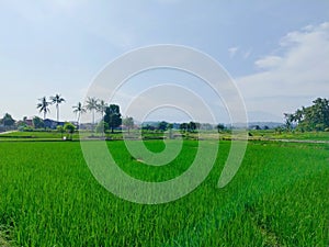 The beauty of green rice fields and mountains in a village in Indonesia