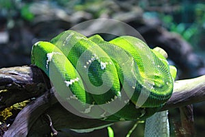 Beauty Green snake in the tree