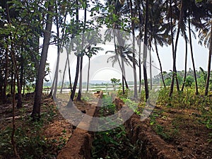 Beauty green tree lake coconut