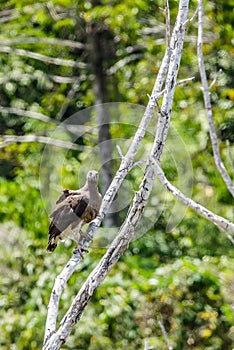 The beauty Grey-headed fish eagle.