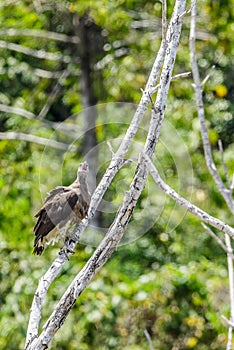 The beauty Grey-headed fish eagle.