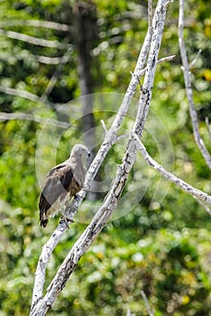 The beauty Grey-headed fish eagle.