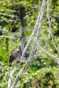 The beauty Grey-headed fish eagle.