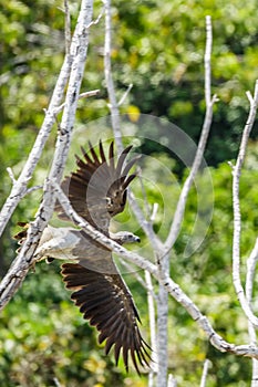 The beauty Grey-headed fish eagle.