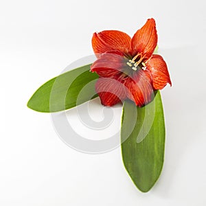 Beauty of Hippeastrum or Amaryllis flower, displayed with leaves