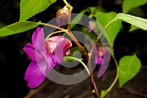 Beauty impatiens psittacina,