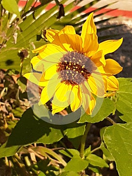 Beauty of an Imperfect Sunflower