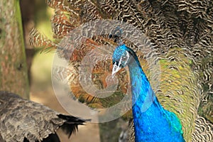 Indian peafowl ruffling its feathers photo