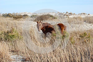 Beauty of the Isle, Wild Horses of Assateague Island