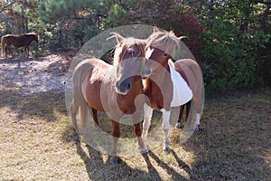 Beauty of the Isle, Wild Horses of Assateague Island