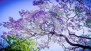 Jacaranda flower in spring
